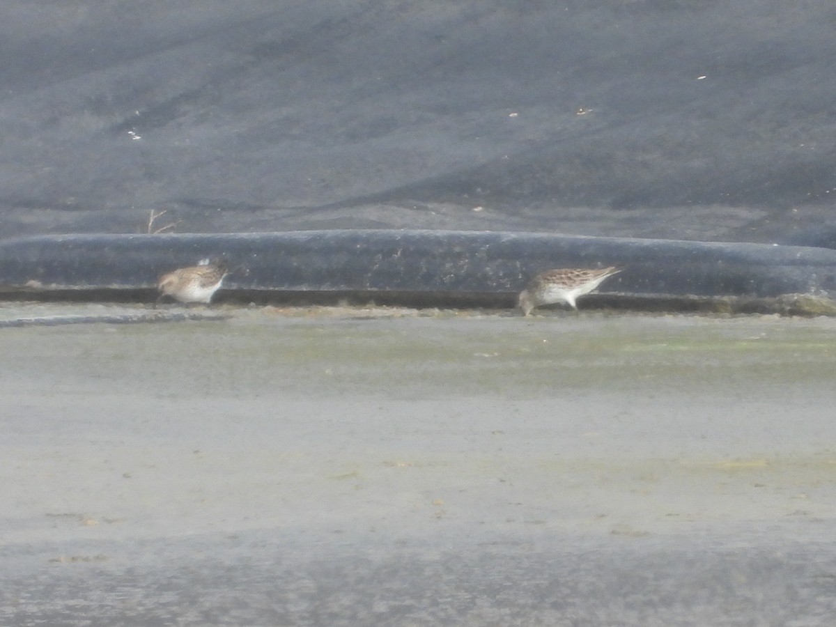 Calidris sp. (peep sp.) - ML637295550