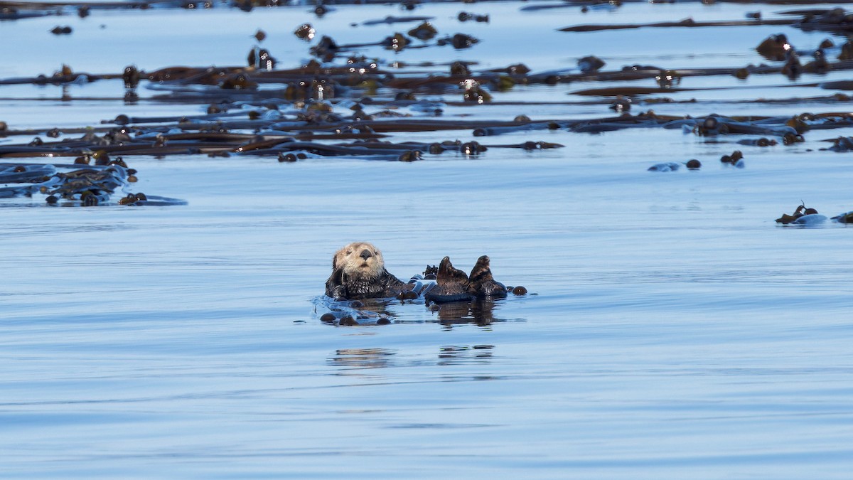 Sea Otter - ML637295567