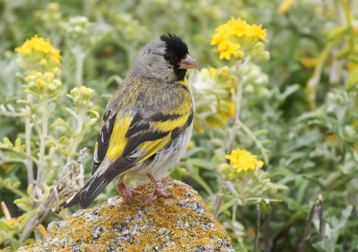 Lawrence's Goldfinch - ML637295653