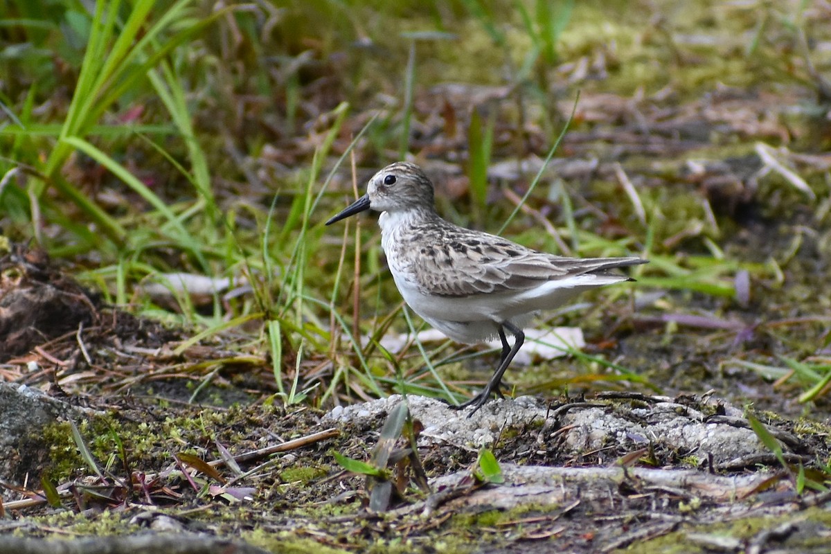 Semipalmated Sandpiper - ML637295680
