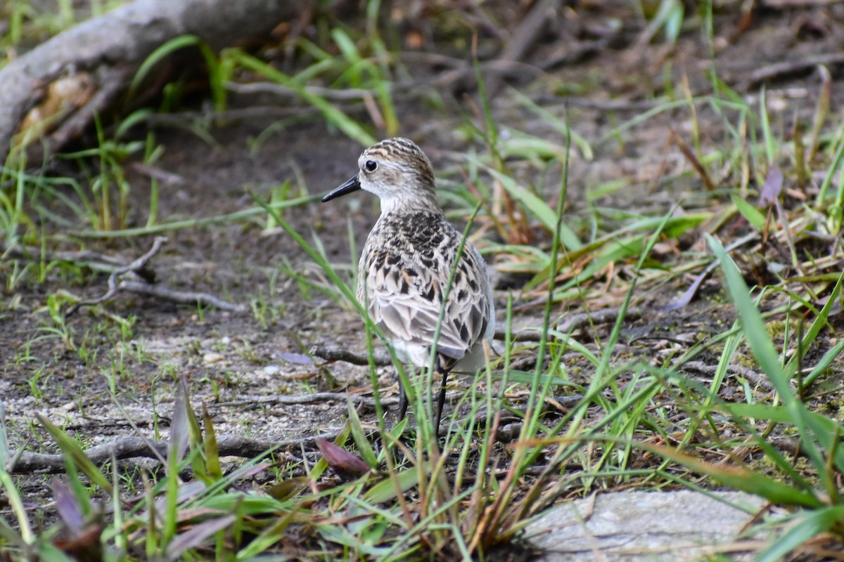 Semipalmated Sandpiper - ML637295681