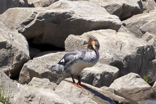 Common Merganser - ML637295682