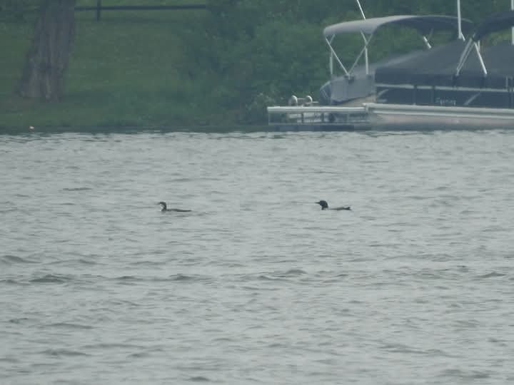 Common Loon - ML637295695