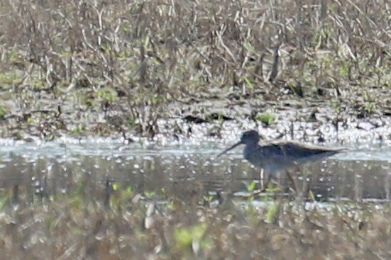 shorebird sp. - ML637295709
