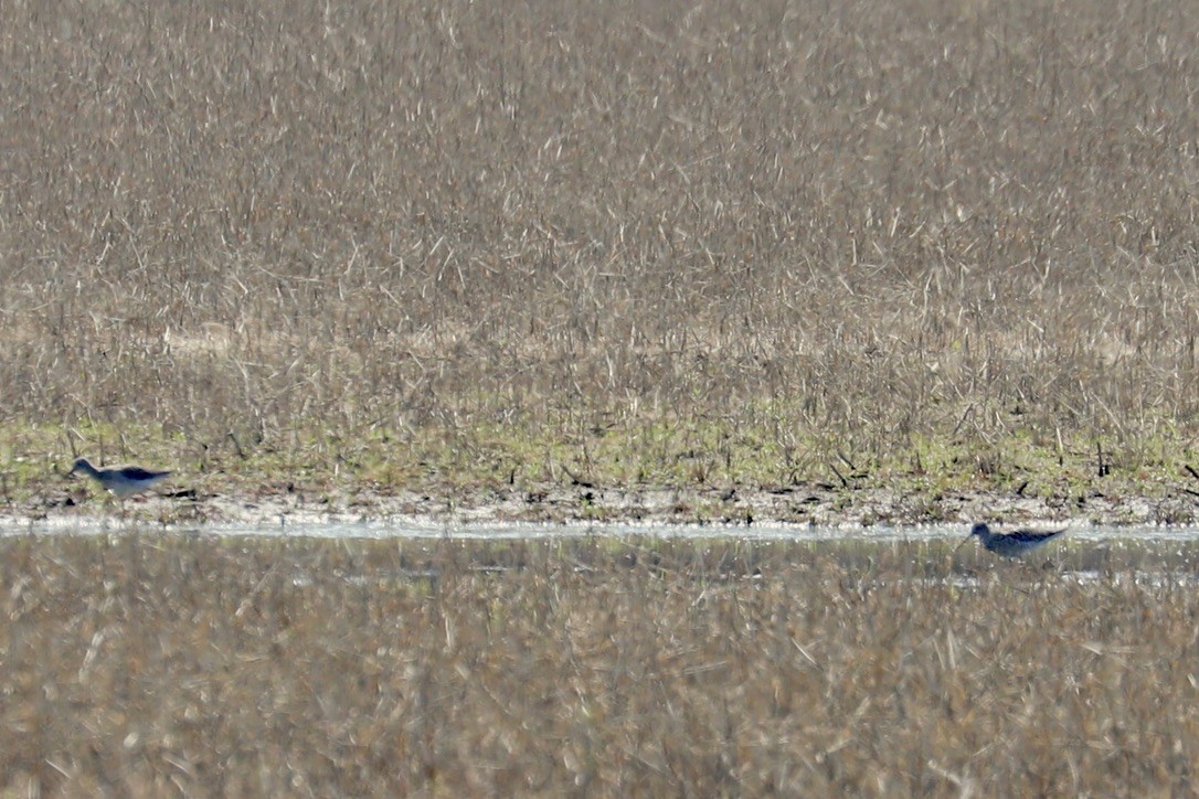 Greater Yellowlegs - ML637295710