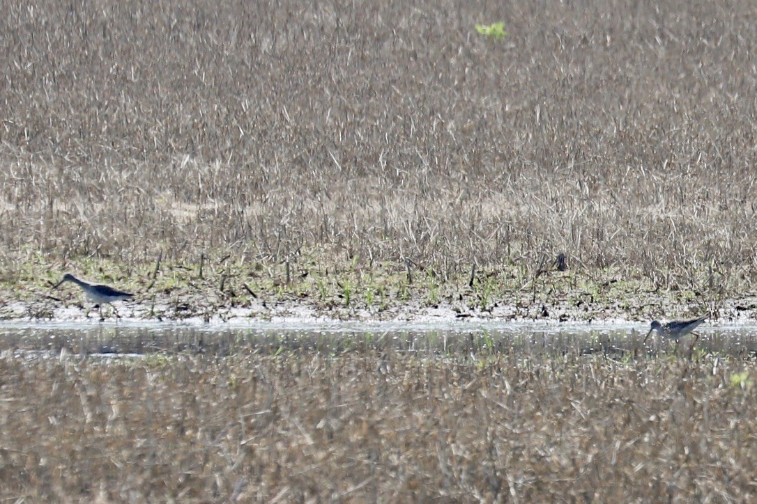 Greater Yellowlegs - ML637295711