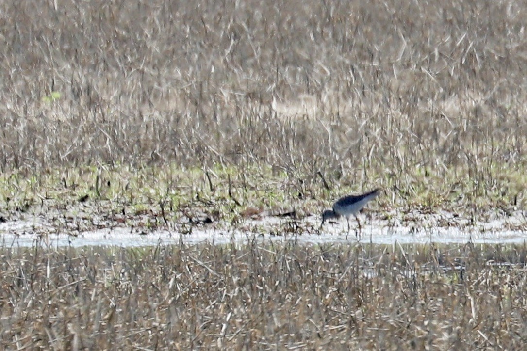 Greater Yellowlegs - ML637295712