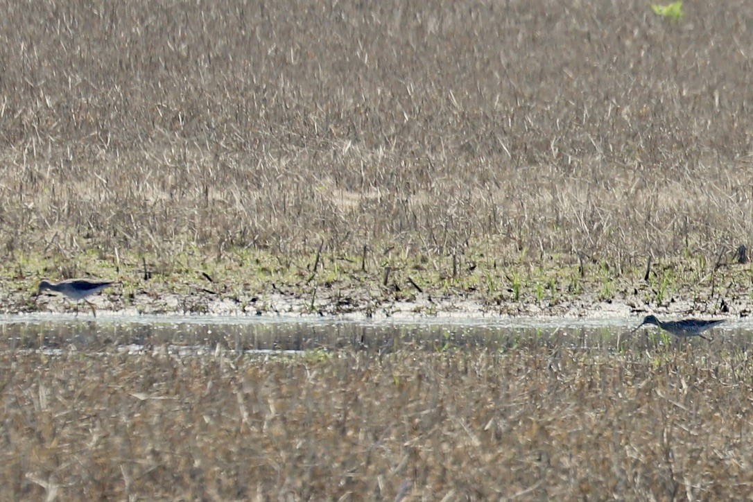 Greater Yellowlegs - ML637295713