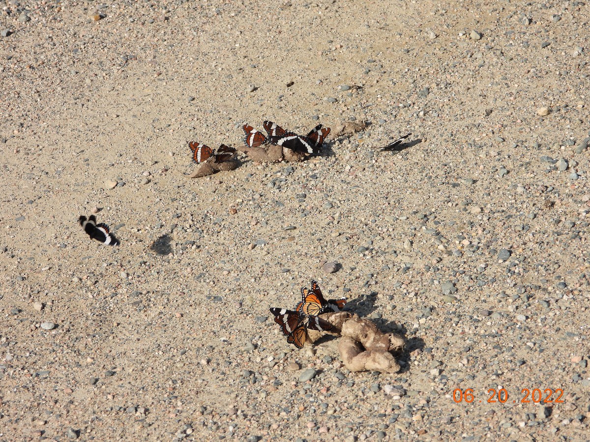 Animali - ML637295719