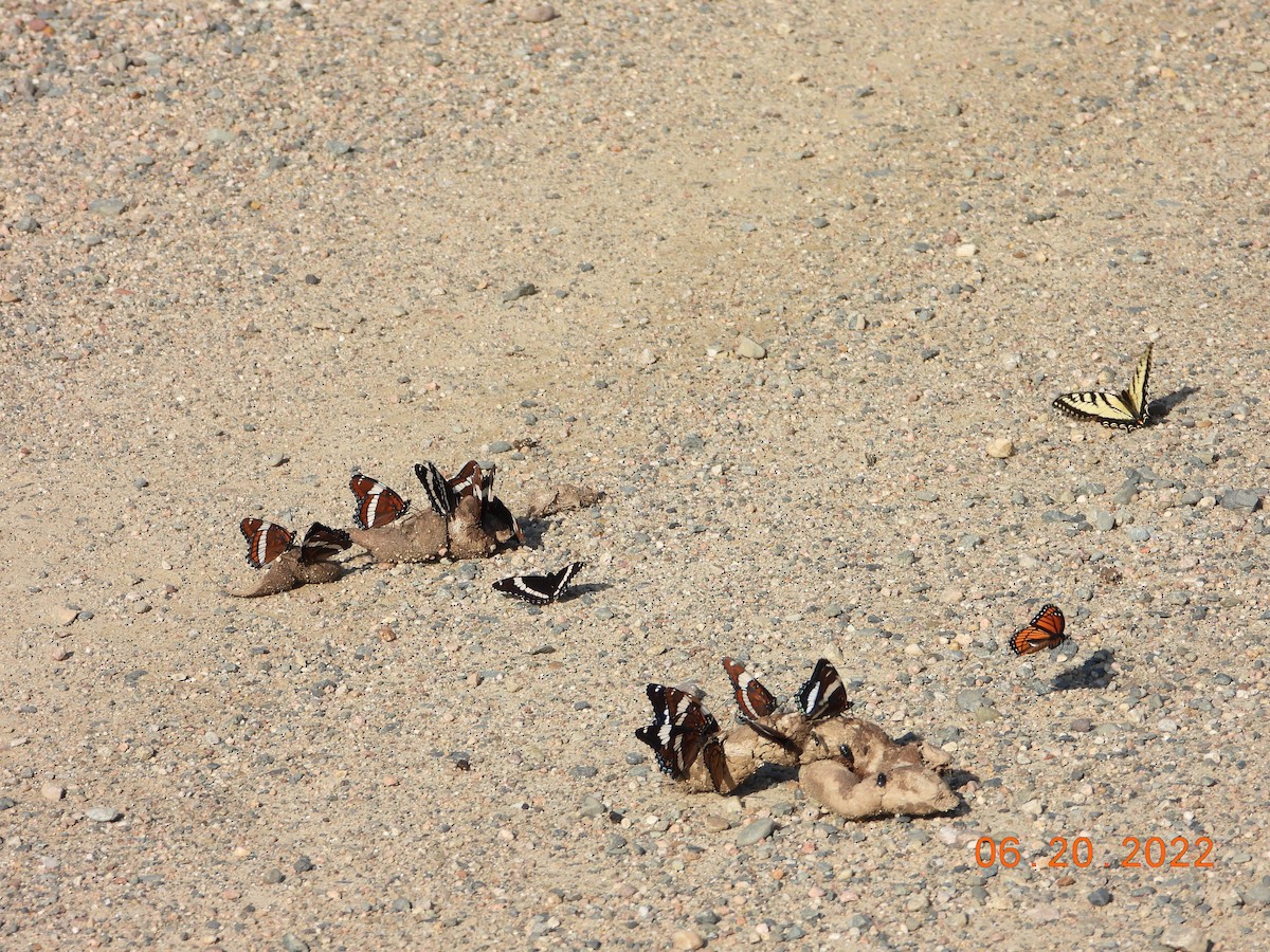 Animali - ML637295720