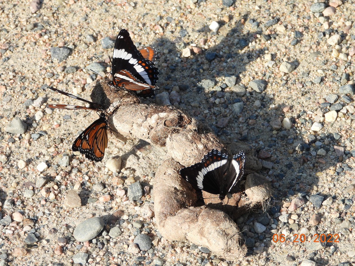 Animali - ML637295721