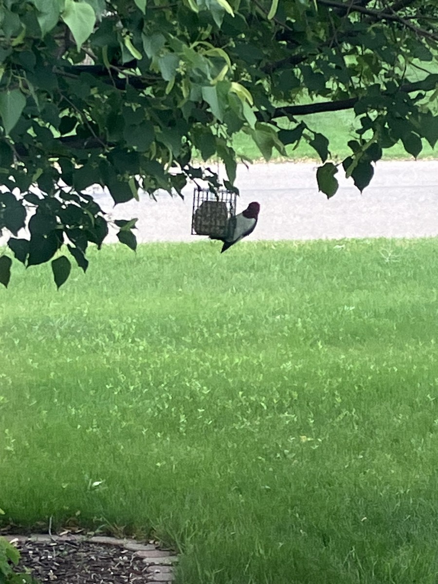 Red-headed Woodpecker - ML637295758