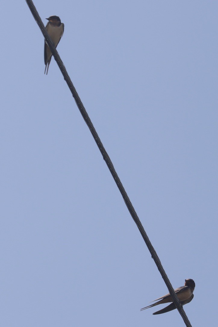 Barn Swallow (American) - ML637295776