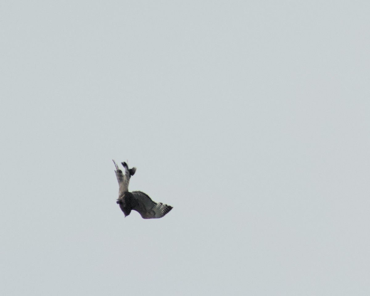 hawk sp. - ML637295791