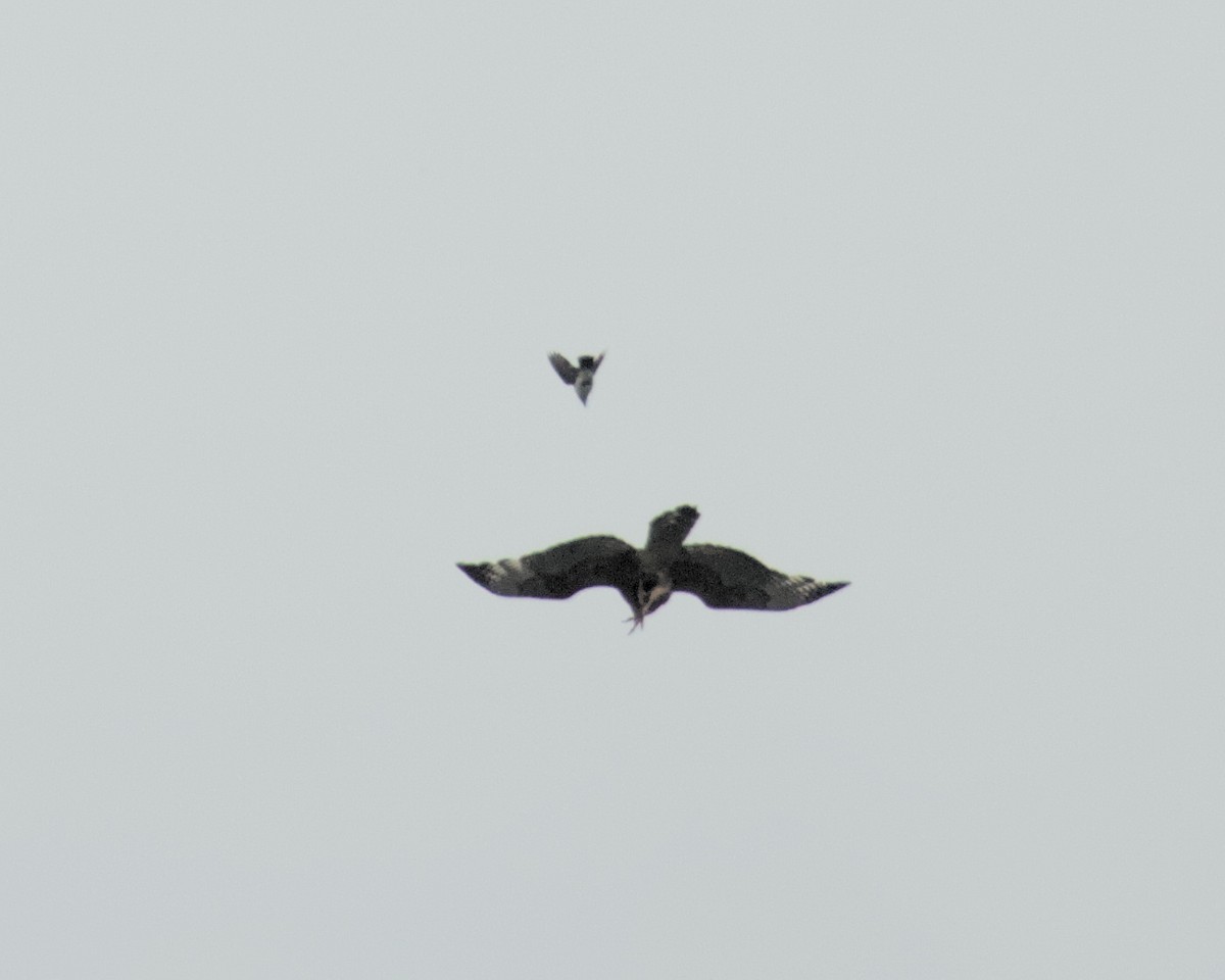 hawk sp. - ML637295794