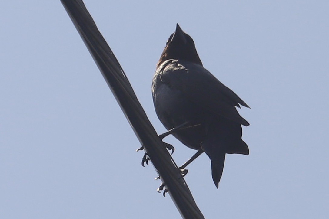 Brown-headed Cowbird - ML637295796