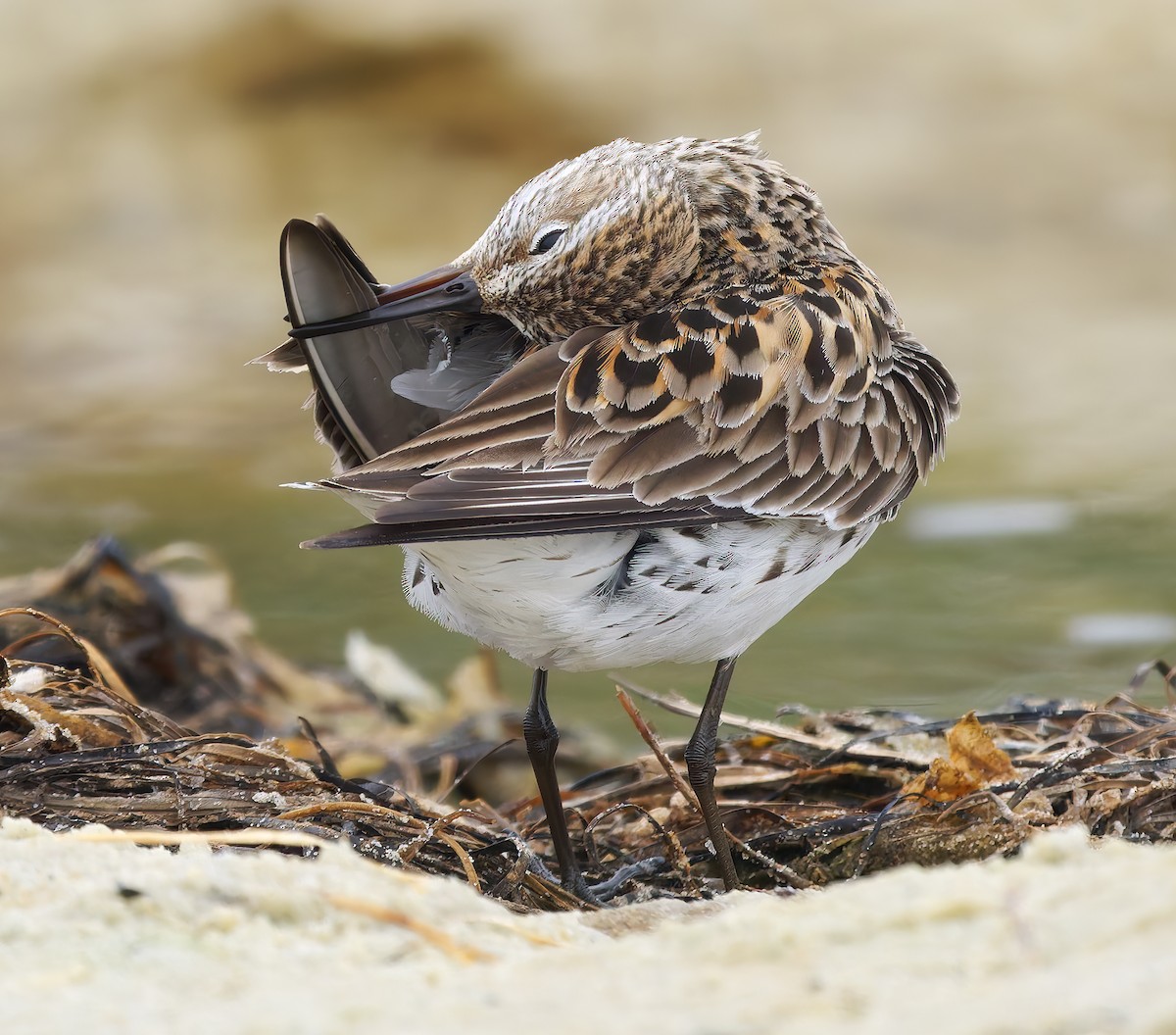 White-rumped Sandpiper - ML637295798