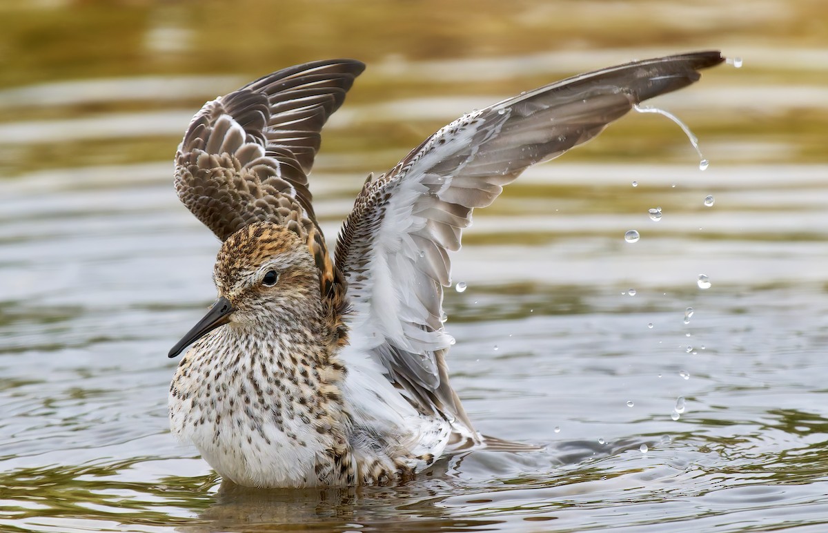 White-rumped Sandpiper - ML637295799