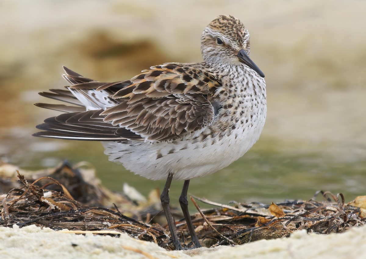 White-rumped Sandpiper - ML637295809