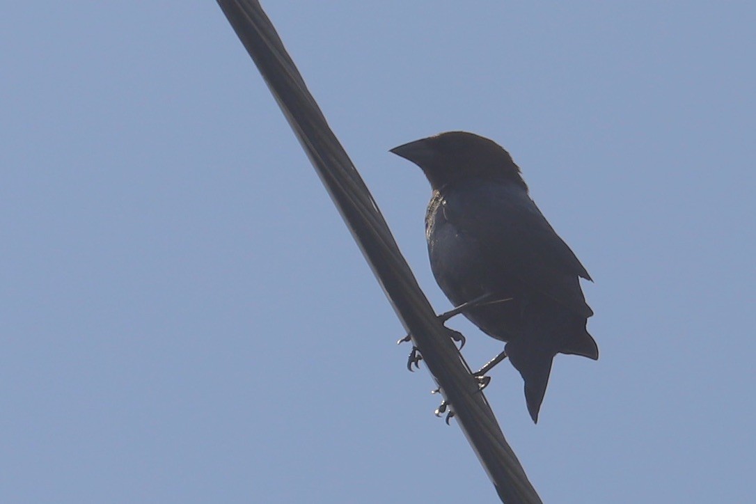 Brown-headed Cowbird - ML637295810