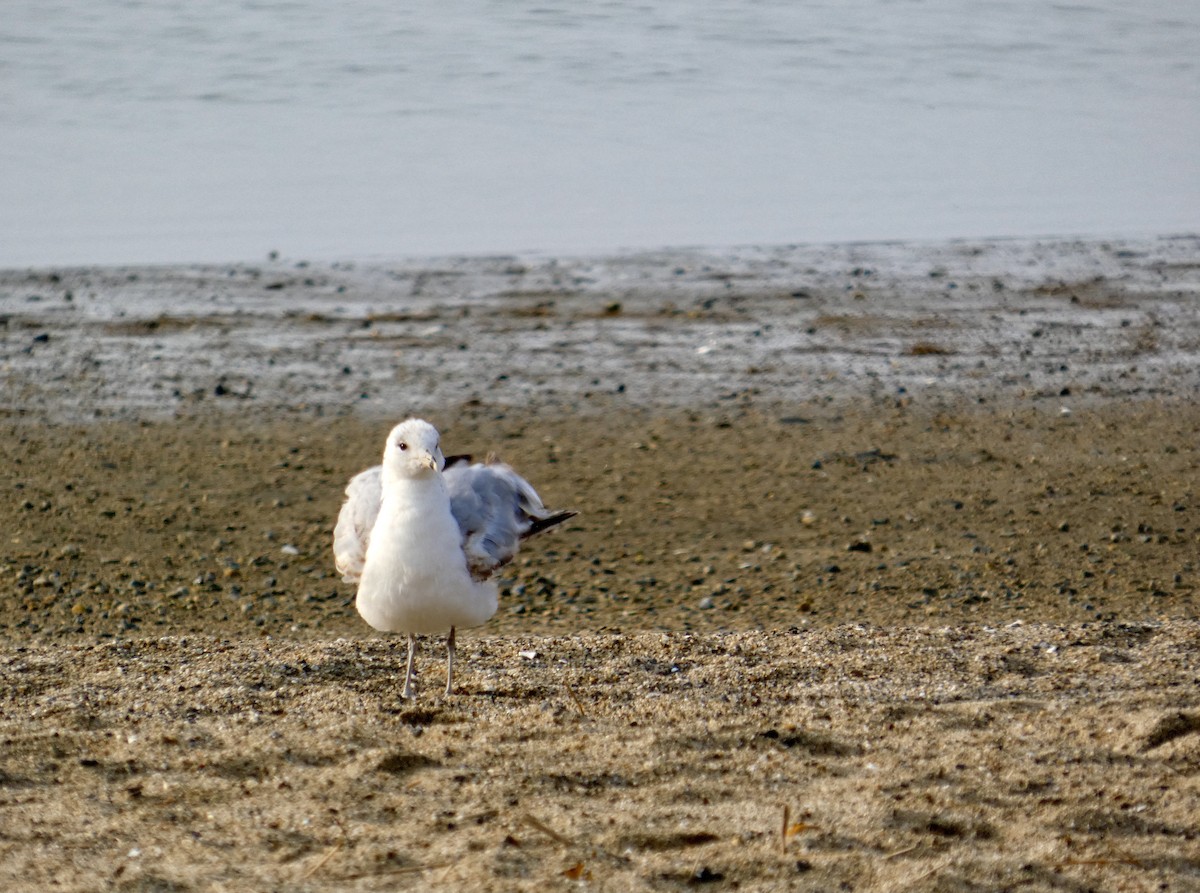 Ring-billed Gull - ML637295812