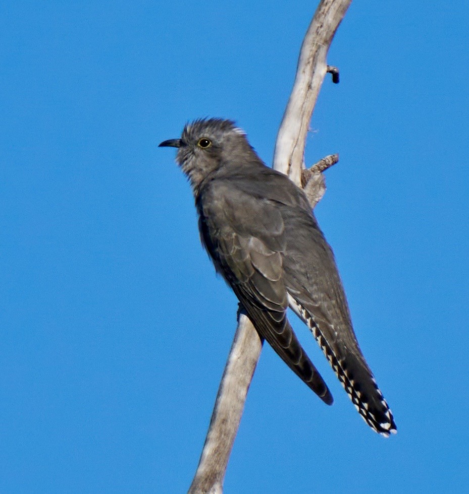 Pallid Cuckoo - ML637295818