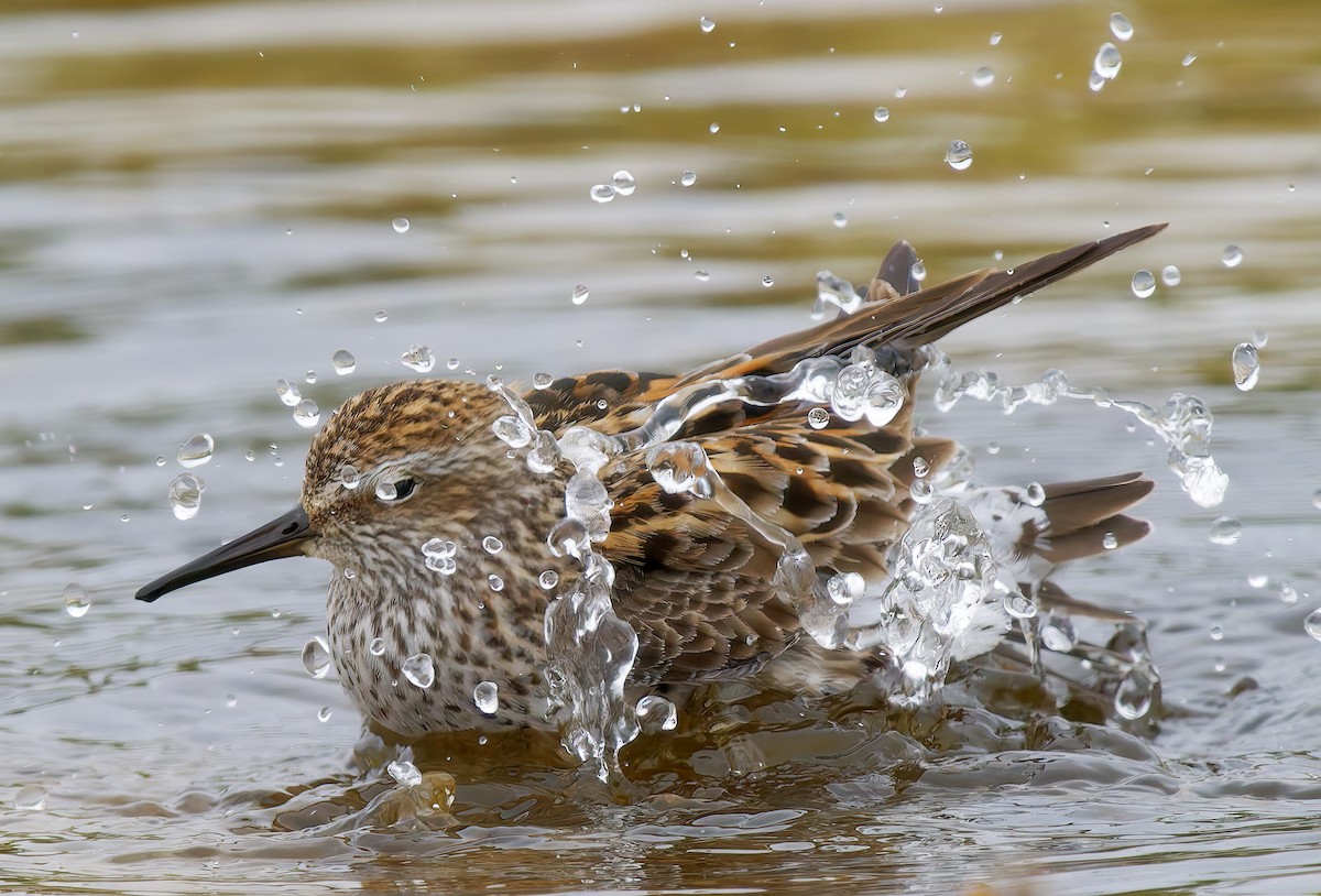 White-rumped Sandpiper - ML637295820