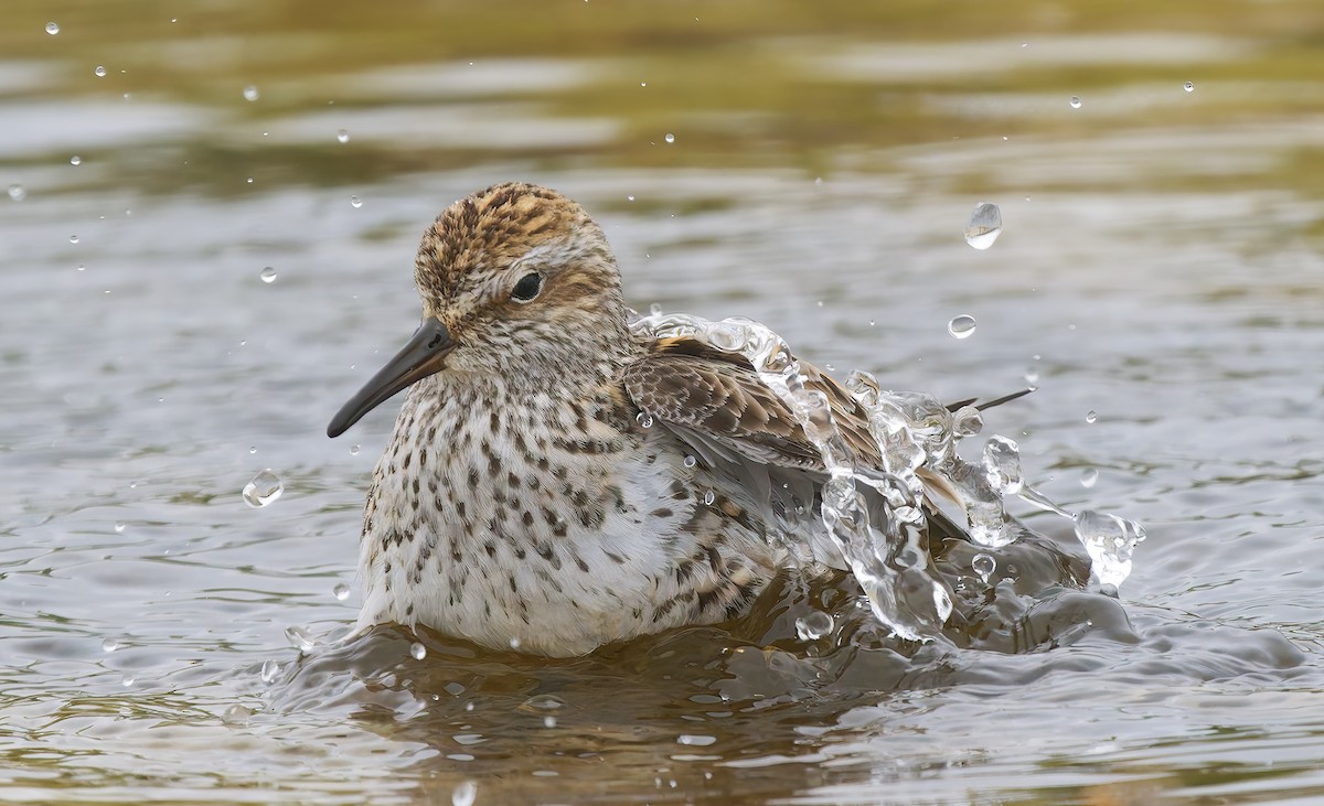 White-rumped Sandpiper - ML637295825