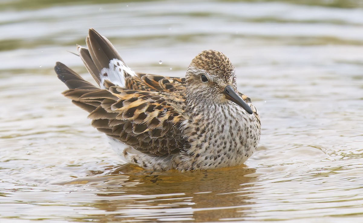 White-rumped Sandpiper - ML637295829