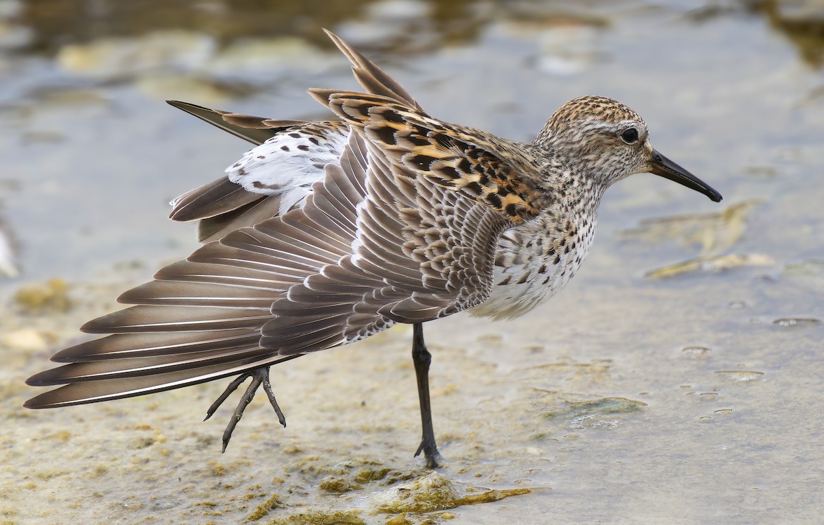 White-rumped Sandpiper - ML637295830