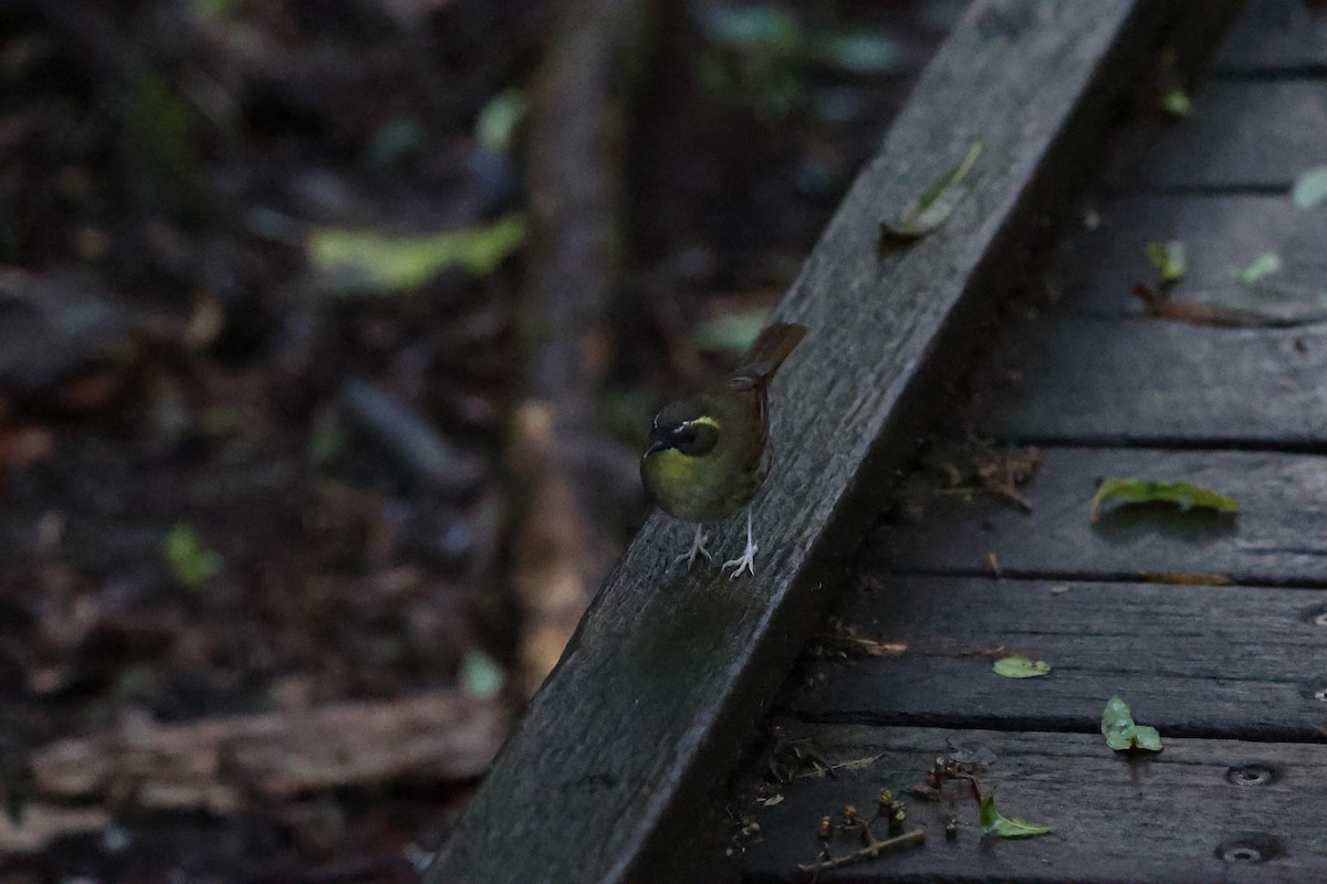 Yellow-throated Scrubwren - ML637295869
