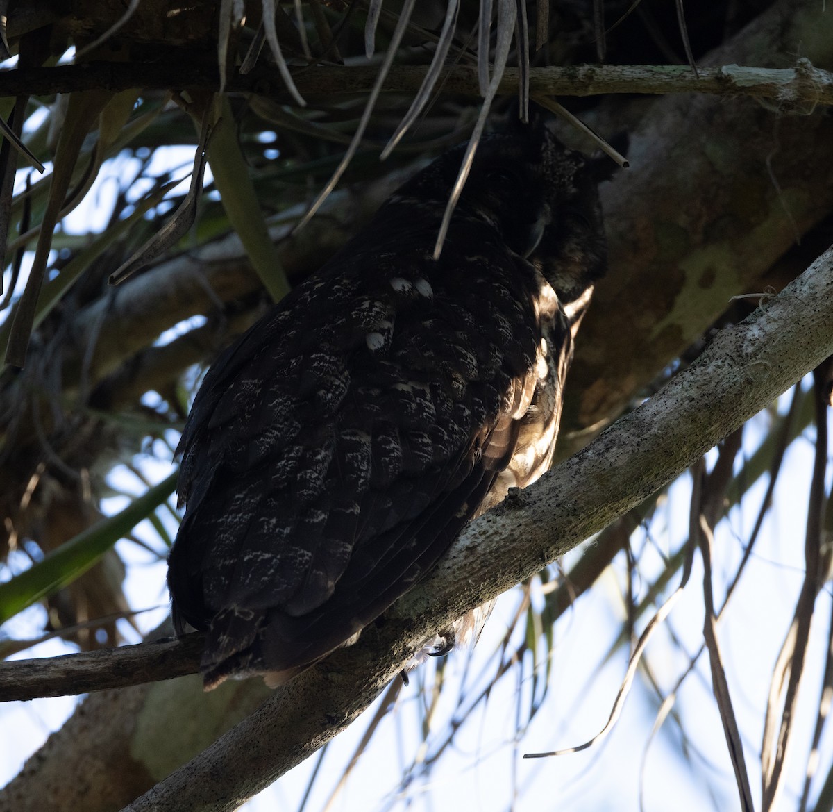 Stygian Owl - ML637295890