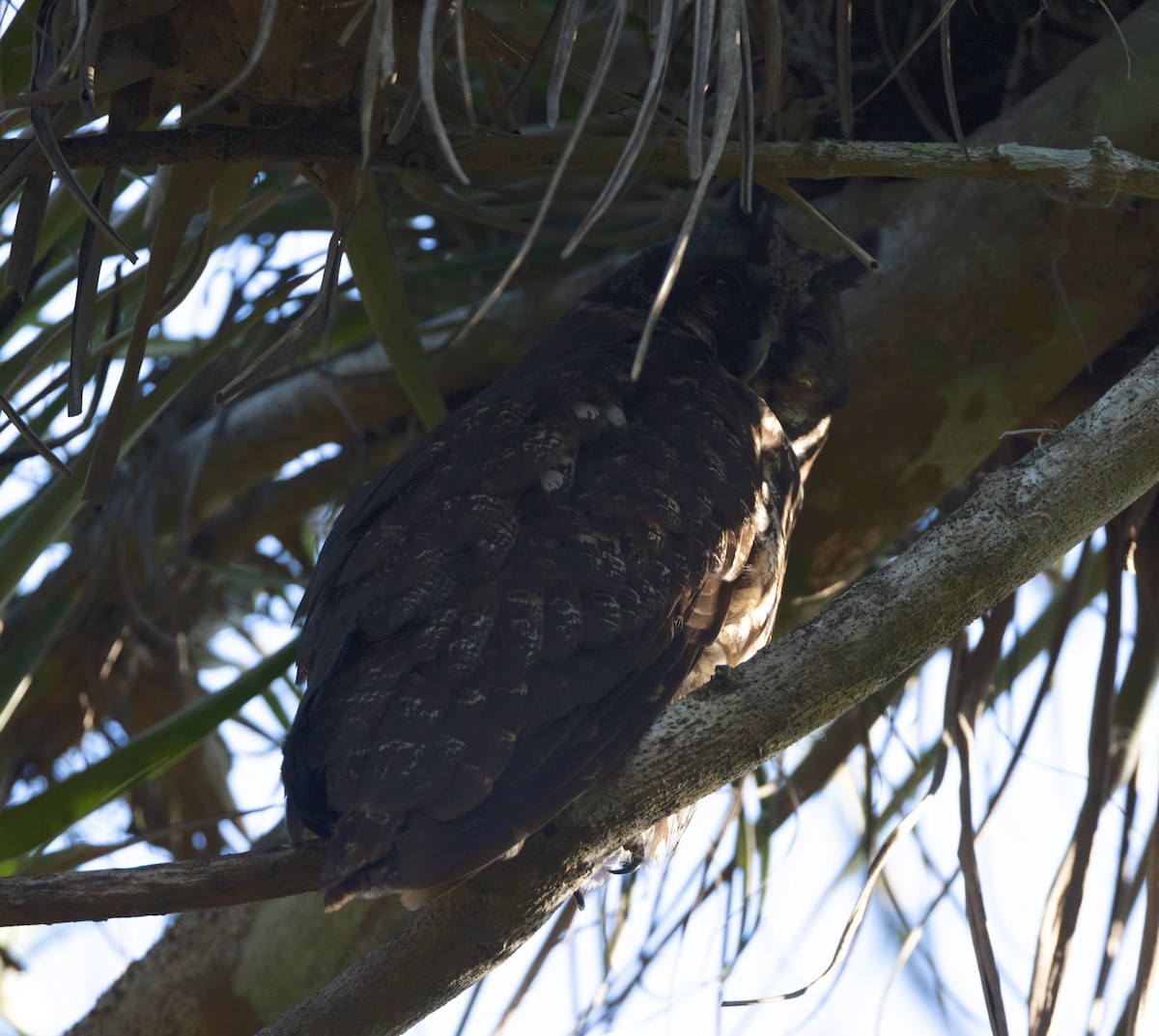 Stygian Owl - ML637295891