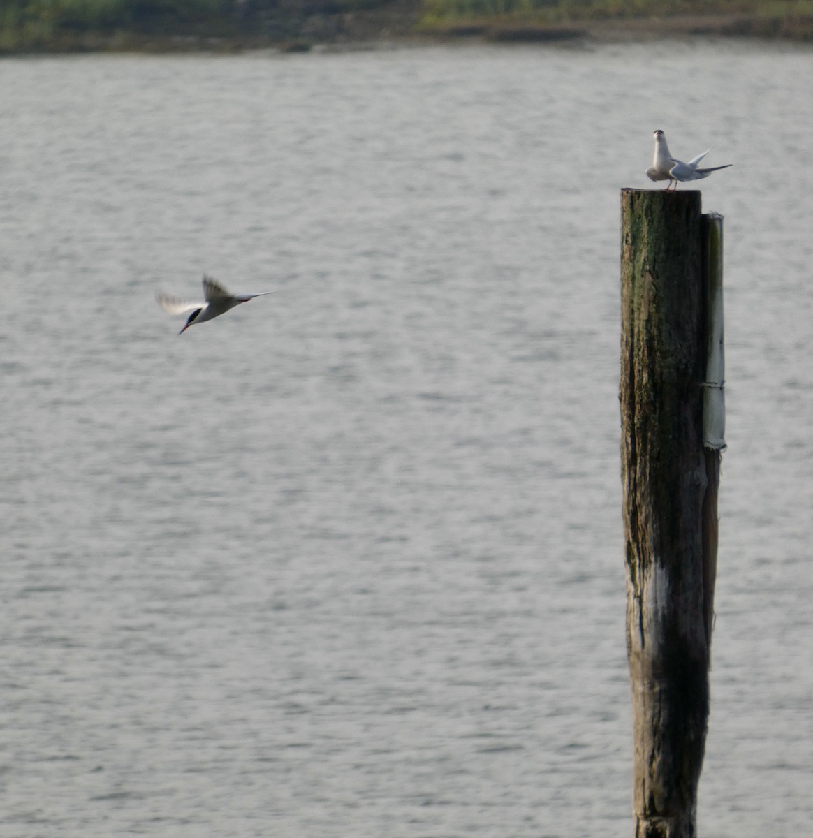 Эгэл хараалай - ML637295913