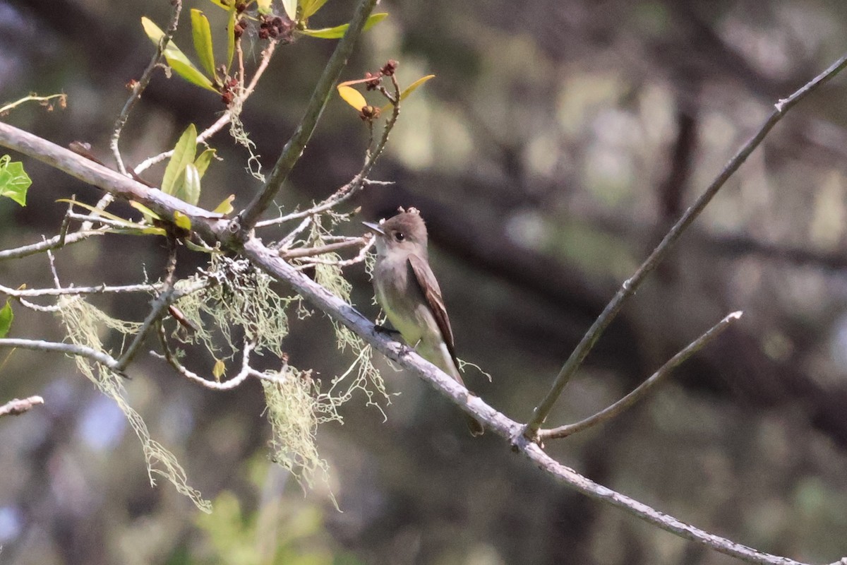 Western Wood-Pewee - ML637295974