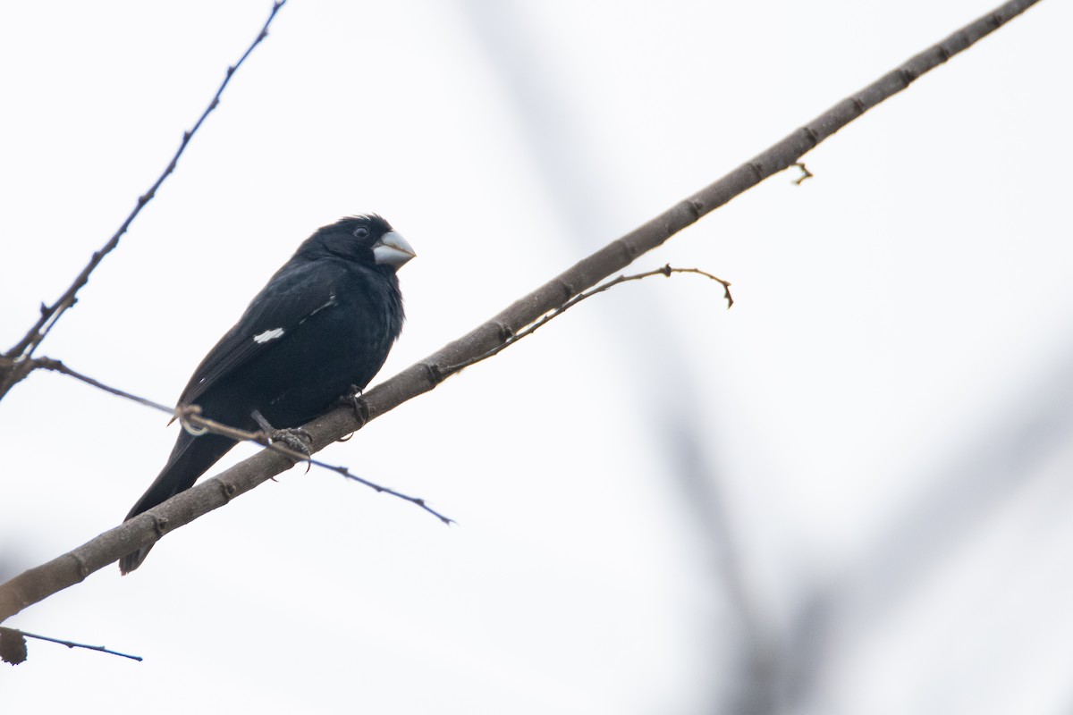 Large-billed Seed-Finch - ML637295977