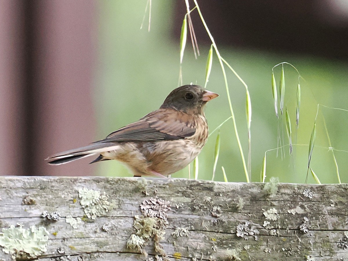 Junco Ojioscuro (grupo oreganus) - ML637296088