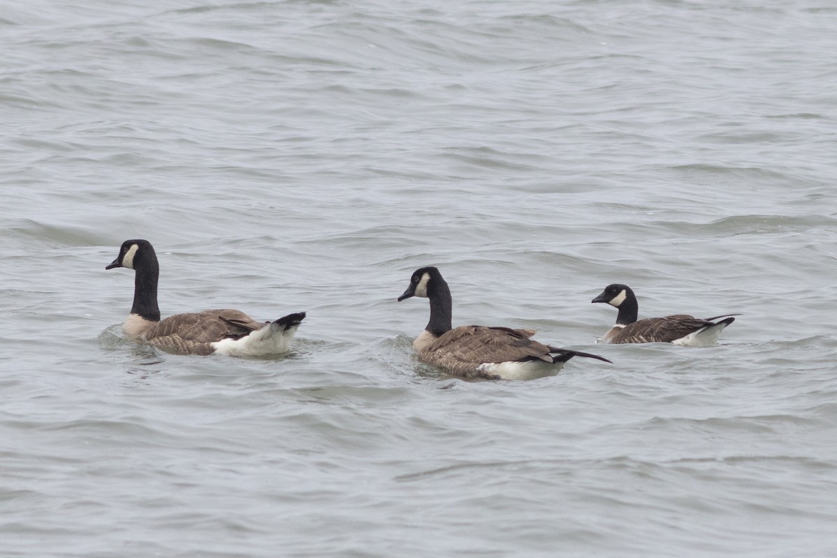 Cackling Goose (Aleutian) - ML637296099