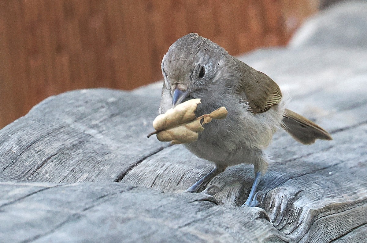 Oak Titmouse - ML637296108