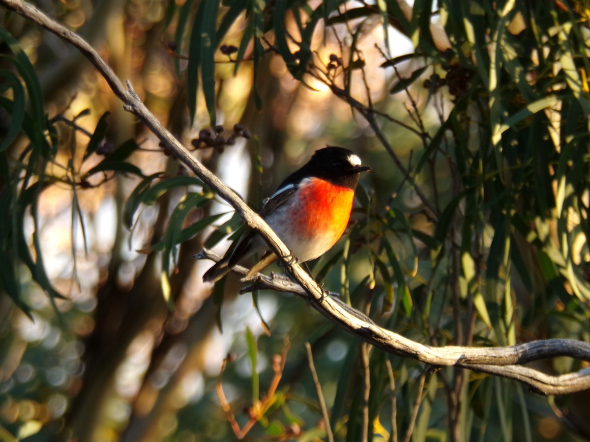 Scarlet Robin - ML637296147