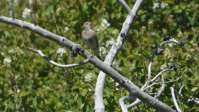 Vesper Sparrow - ML637296181