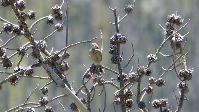 Vesper Sparrow - ML637296202