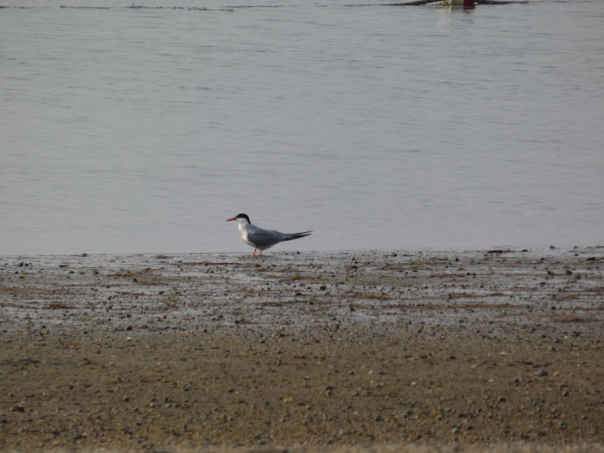 Эгэл хараалай - ML637296225