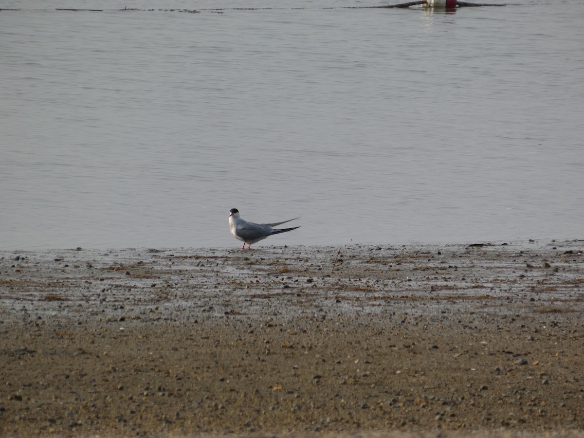 Эгэл хараалай - ML637296226