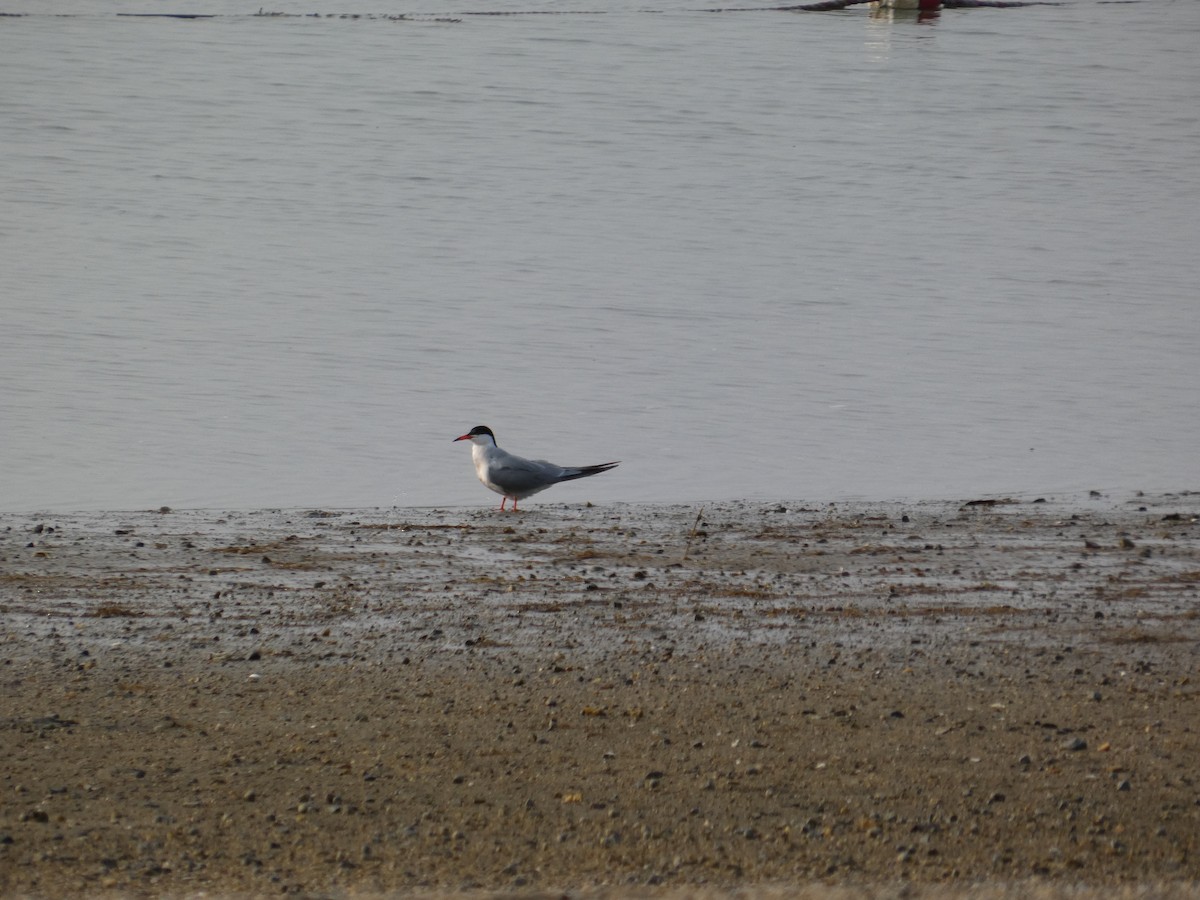 Эгэл хараалай - ML637296227