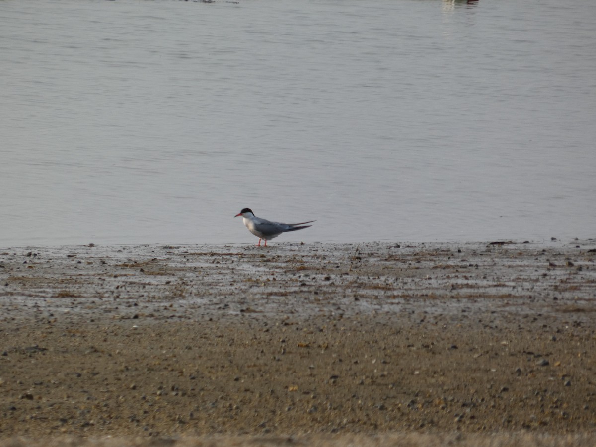 Эгэл хараалай - ML637296228