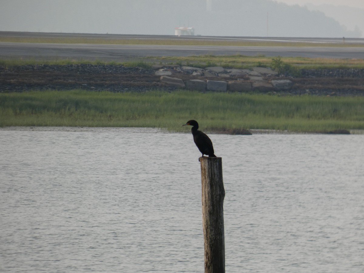 Double-crested Cormorant - ML637296281