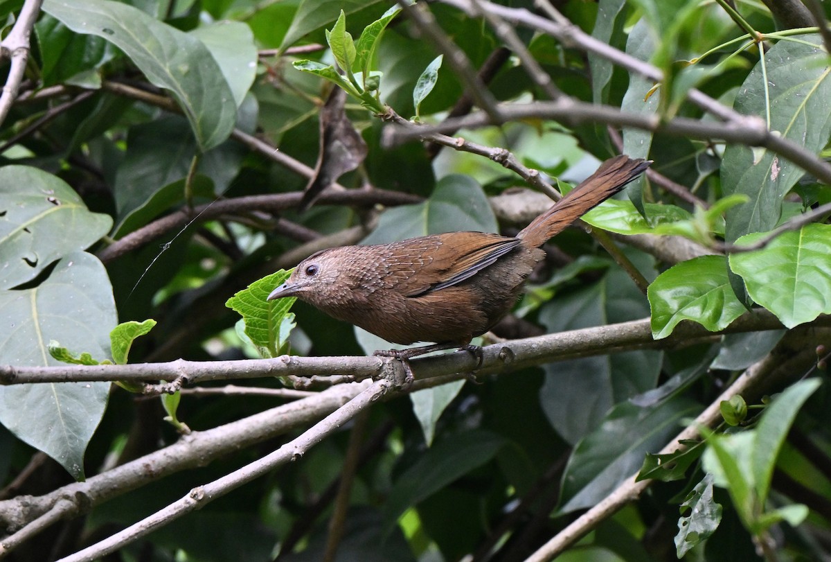 Bhutan Laughingthrush - ML637296292