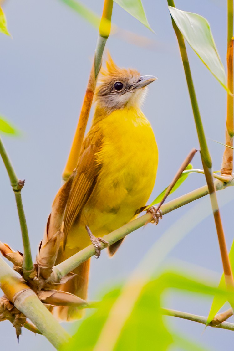White-throated Bulbul - ML637296307