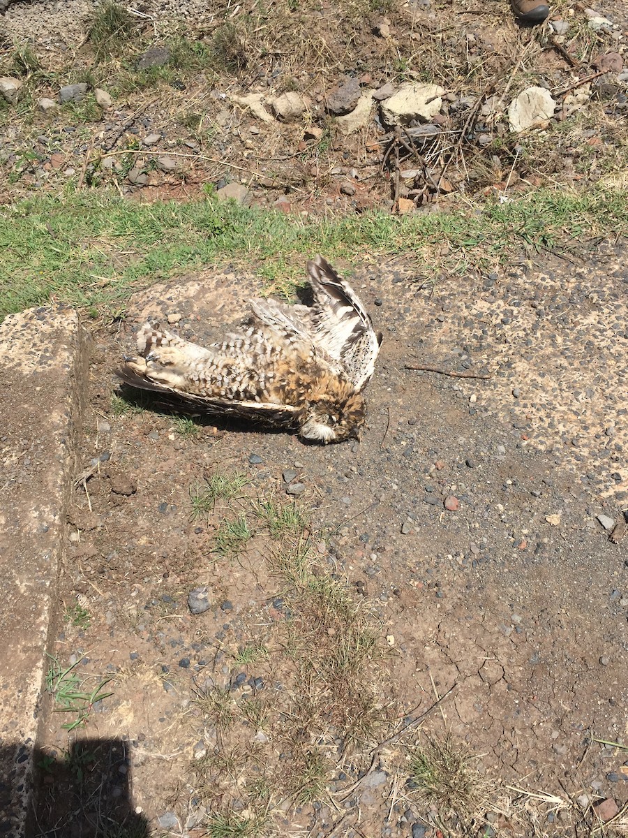 Cape Eagle-Owl - JOHN BRADLEY